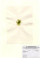 藏品(牡丹菜)的圖片